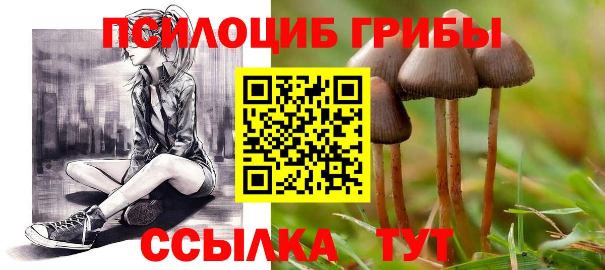 Псилоцибиновые грибы Psilocybe  Гусиноозёрск 